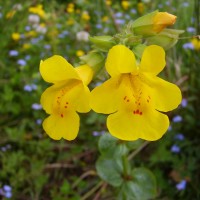 Monkey Flower